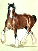 Draft Horse, Equine Art - Clyde Trotting
